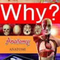 Why? Anatomi
